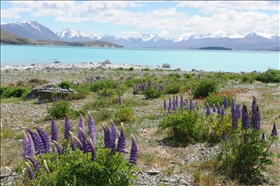 Lake Tekapo